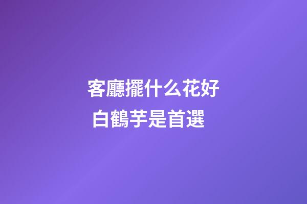 客廳擺什么花好 白鶴芋是首選